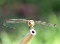 2014-0718_1030_Red_Darter_26.8C